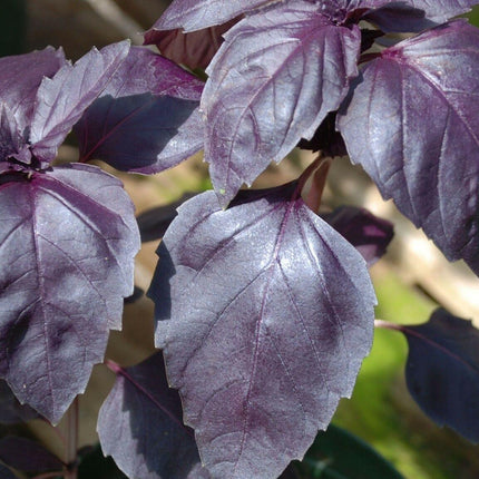 250 Dark Opal Purple Basil Seeds - Seed World