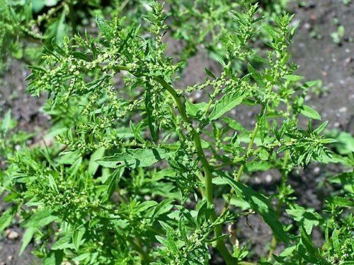 250 Epazote - Chenopodium Ambrosoides Herb Seeds - Seed World