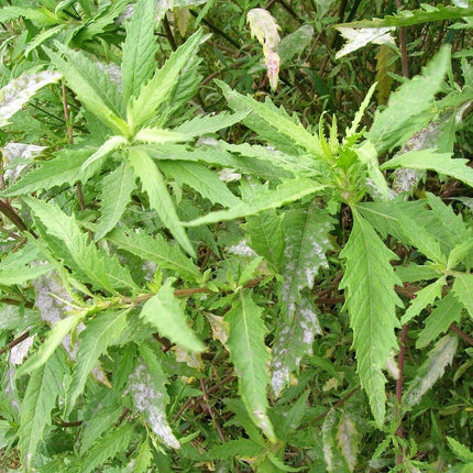 250 Epazote - Chenopodium Ambrosoides Herb Seeds - Seed World