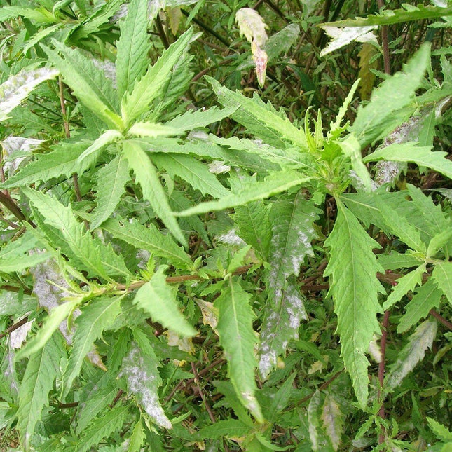 250 Epazote - Chenopodium Ambrosoides Herb Seeds - Seed World