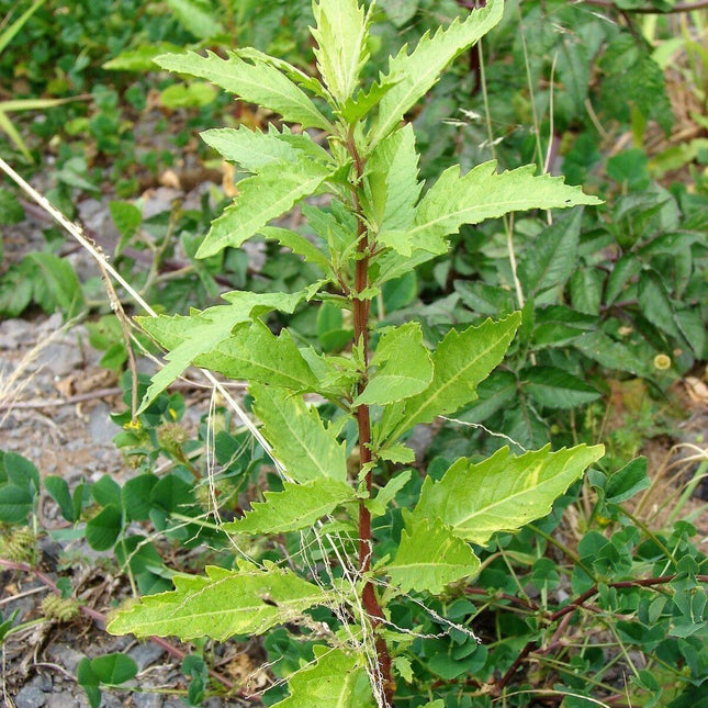 250 Epazote - Chenopodium Ambrosoides Herb Seeds - Seed World