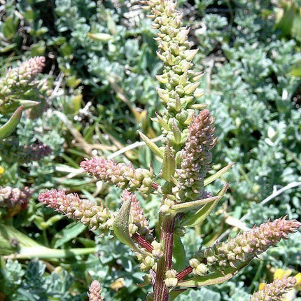 250 Epazote - Chenopodium Ambrosoides Herb Seeds - Seed World
