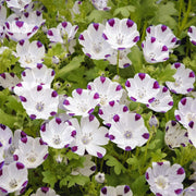 250 Five Spot - Nemophila Maculata Seeds - Seed World