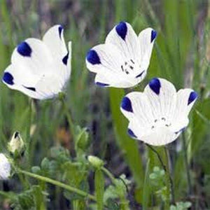 250 Five Spot - Nemophila Maculata Seeds - Seed World