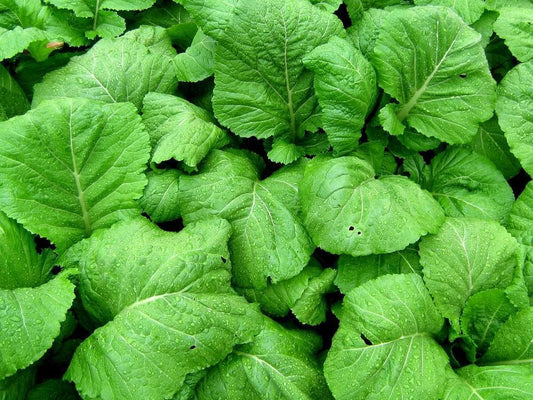 250 Florida Broadleaf Mustard Seeds - Seed World