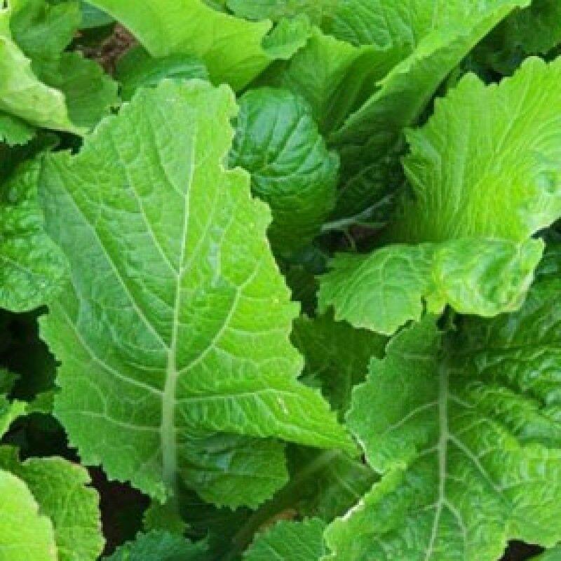 250 Florida Broadleaf Mustard Seeds - Seed World
