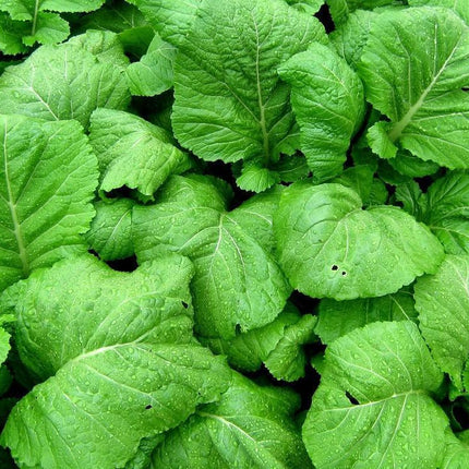 250 Florida Broadleaf Mustard Seeds - Seed World