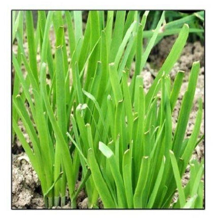 250 Garlic Chives Seeds – Non-GMO, Heirloom Herb Seeds - Seed World