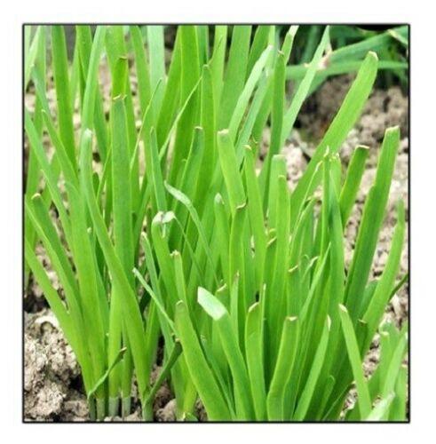 250 Garlic Chives Seeds – Non-GMO, Heirloom Herb Seeds - Seed World