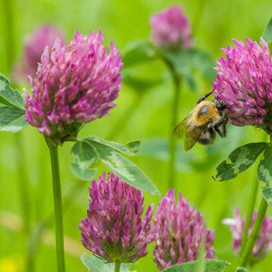 250 Medium Red Clover Seeds - Seed World