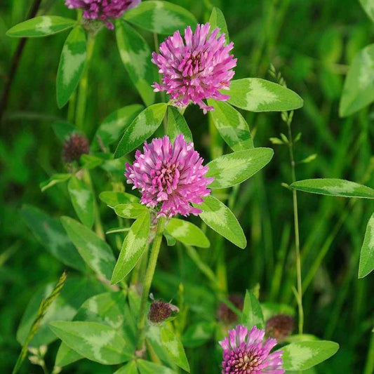 250 Medium Red Clover Seeds - Seed World