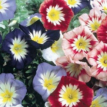 Morning Glory - Ensign Mix Seeds - Seed World