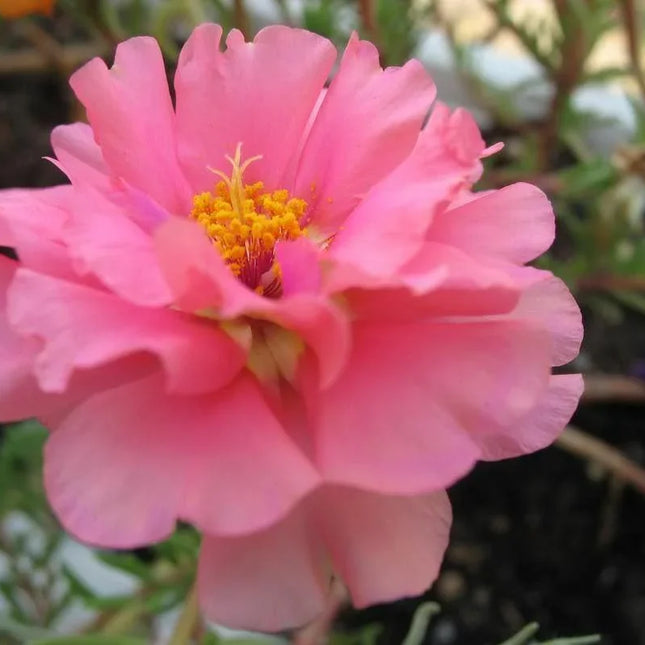 250 Pink Moss Rose (Portulaca Grandiflora) Seeds - Seed World