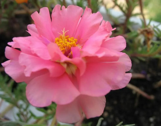 250 Pink Moss Rose (Portulaca Grandiflora) Seeds - Seed World