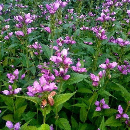250 Pink Turtlehead Seeds - Seed World