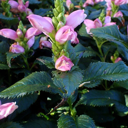 250 Pink Turtlehead Seeds - Seed World