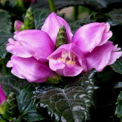 250 Pink Turtlehead Seeds - Seed World