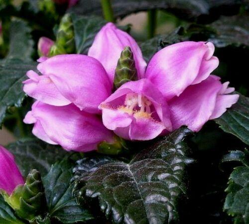 250 Pink Turtlehead Seeds - Seed World