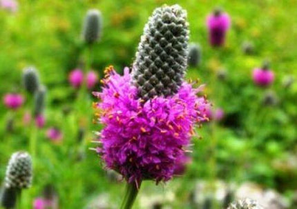 250 Purple Prairie Clover Seeds - Seed World