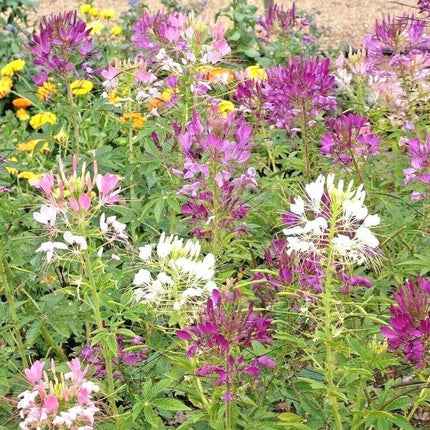 250 Queen Cleome Mix - Spider Flower Seeds - Seed World