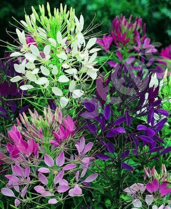 250 Queen Cleome Mix - Spider Flower Seeds - Seed World