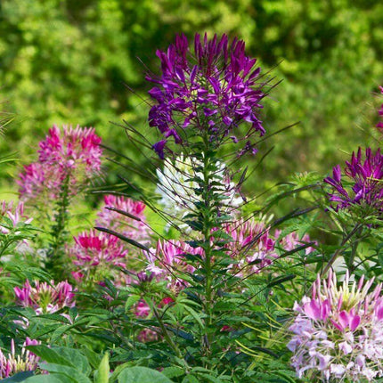 250 Queen Cleome Mix - Spider Flower Seeds - Seed World