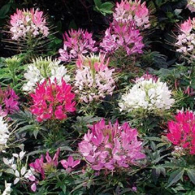 250 Queen Cleome Mix - Spider Flower Seeds - Seed World