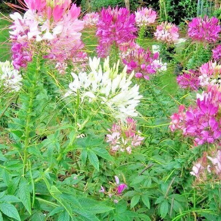 250 Queen Cleome Mix - Spider Flower Seeds - Seed World