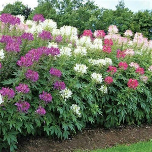 250 Queen Cleome Mix - Spider Flower Seeds - Seed World