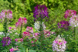 250 Queen Cleome Mix - Spider Flower Seeds - Seed World