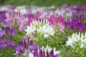 250 Queen Cleome Mix - Spider Flower Seeds - Seed World