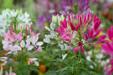 250 Queen Cleome Mix - Spider Flower Seeds - Seed World