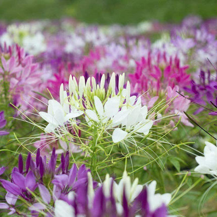 250 Queen Cleome Mix - Spider Flower Seeds - Seed World