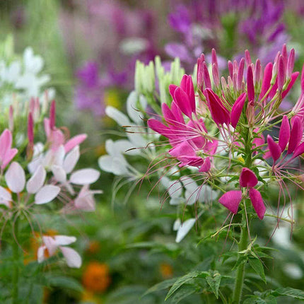 250 Queen Cleome Mix - Spider Flower Seeds - Seed World