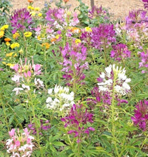 250 Queen Cleome Mix - Spider Flower Seeds - Seed World