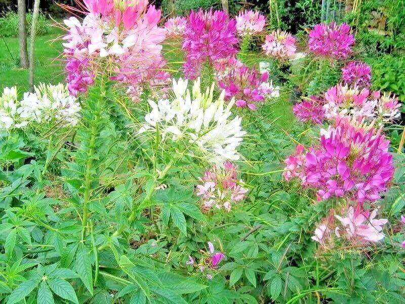 250 Queen Cleome Mix - Spider Flower Seeds - Seed World