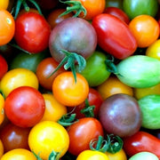 250 Rainbow Cherry Tomato Seeds - Seed World