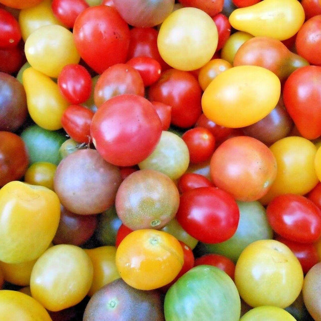 250 Rainbow Cherry Tomato Seeds - Seed World