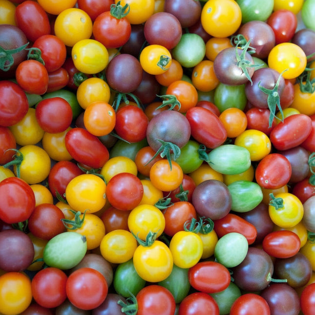 250 Rainbow Cherry Tomato Seeds - Seed World