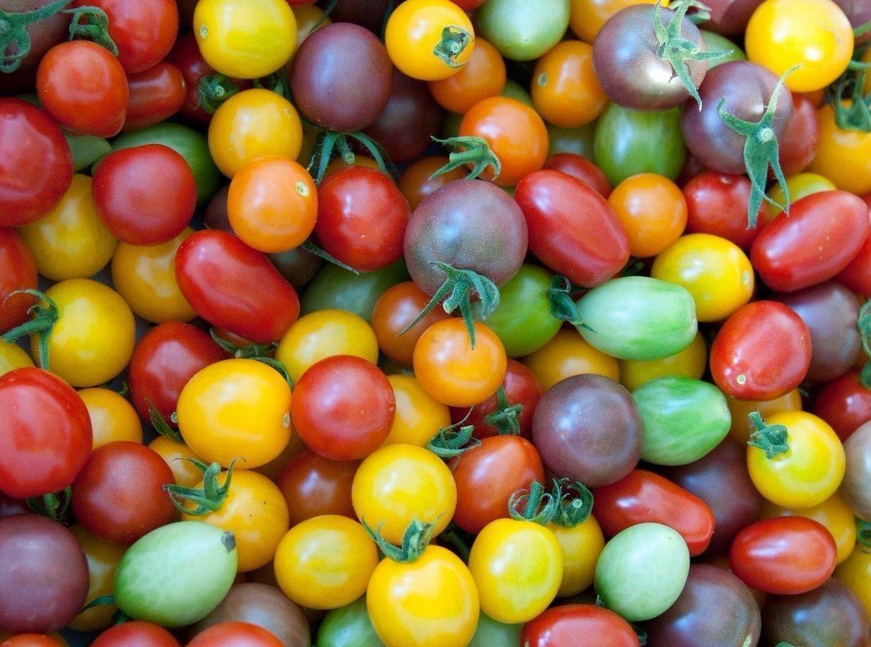 250 Rainbow Cherry Tomato Seeds - Seed World