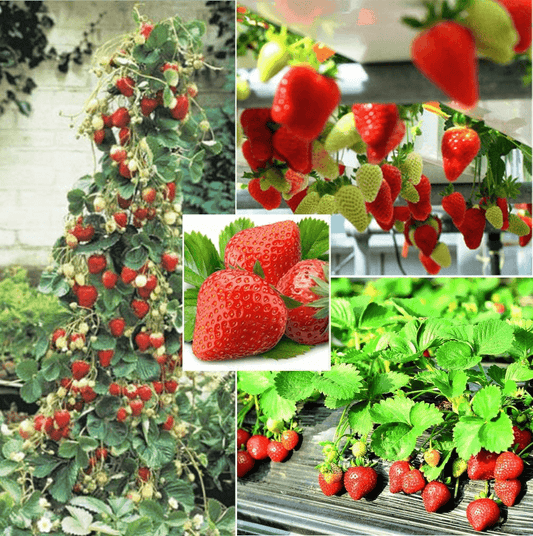 250 Red Climbing Strawberry Seeds - Seed World