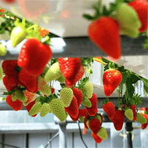 250 Red Climbing Strawberry Seeds - Seed World