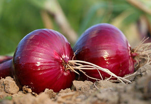 250 Red Grano Onion Seeds - NON-GMO - Seed World