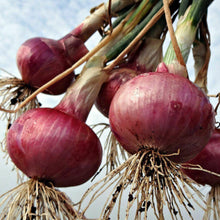250 Red Grano Onion Seeds - NON-GMO - Seed World
