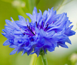 250 Tall Blue Cornflower | Bachelor Button Seeds - Seed World