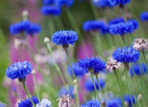 250 Tall Blue Cornflower | Bachelor Button Seeds - Seed World