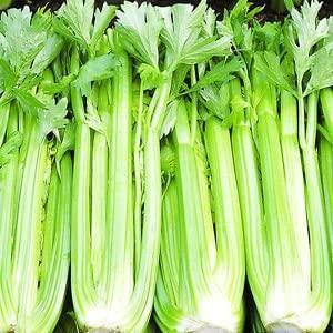 250 Tall Utah Celery Seeds | NON-GMO - Seed World