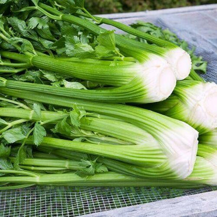 250 Tall Utah Celery Seeds | NON-GMO - Seed World