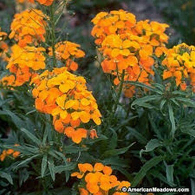 250 Wallflower Siberian Seeds - Seed World