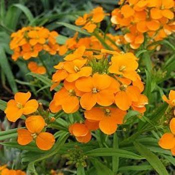 250 Wallflower Siberian Seeds - Seed World
